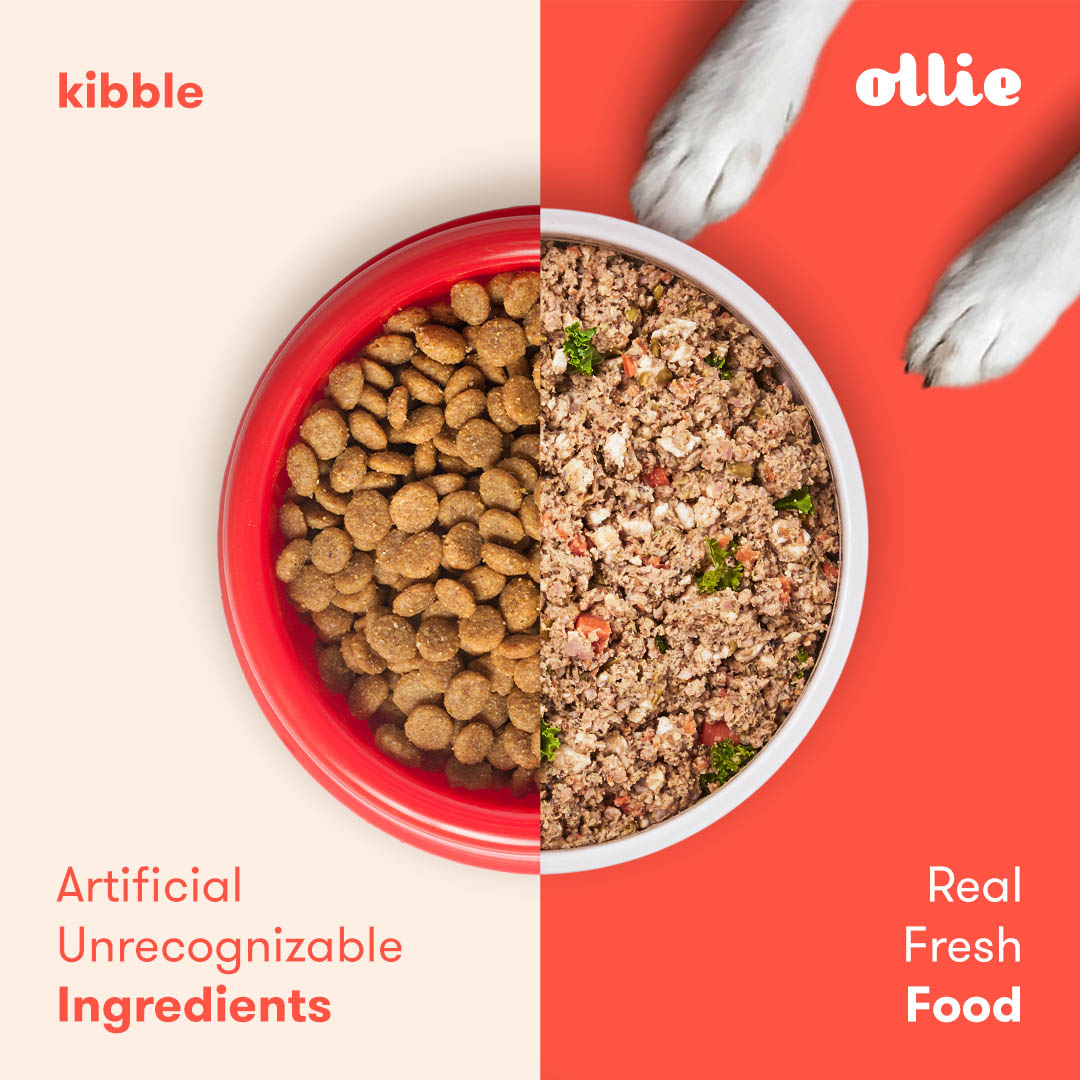 Ollie Dog Food Black Friday Deal – 60% Off Your First Box!