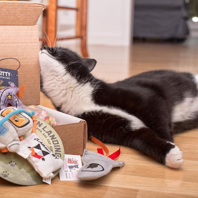 Cat rubbing up against a meowbox subscription box.