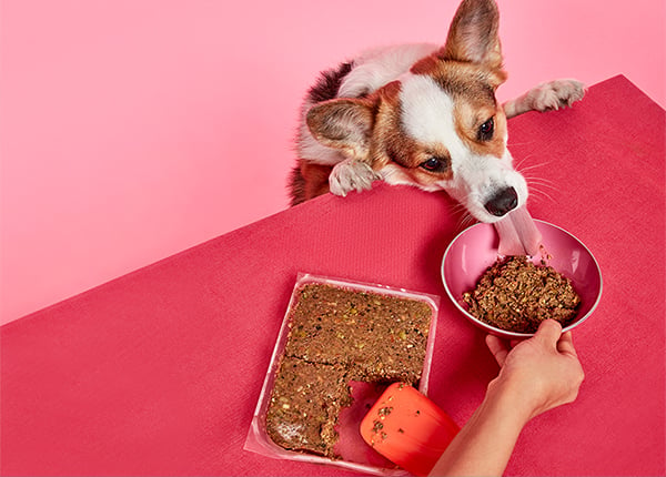 Dog licking Ollie dog food out of bowl.