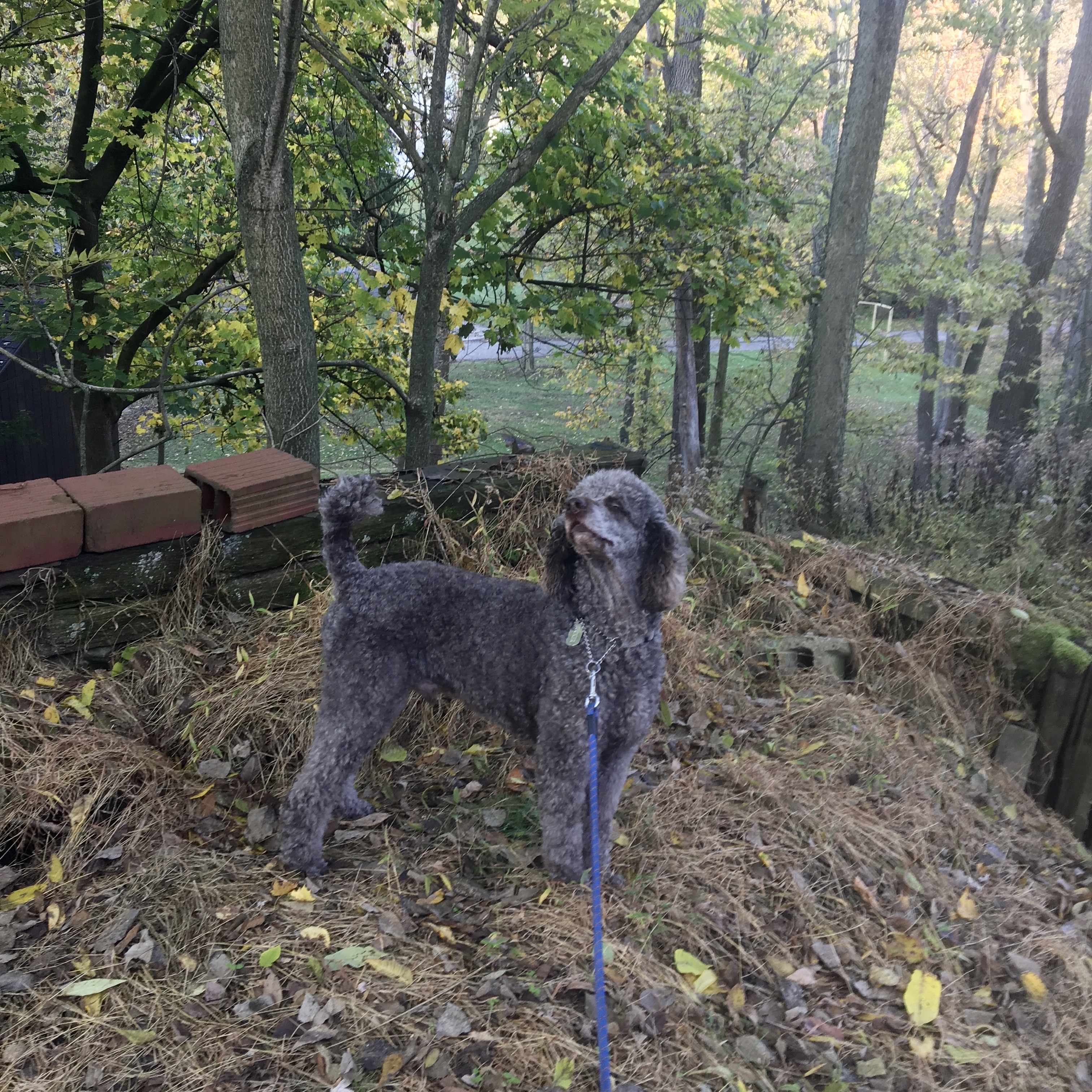 Tucker the rescue dog