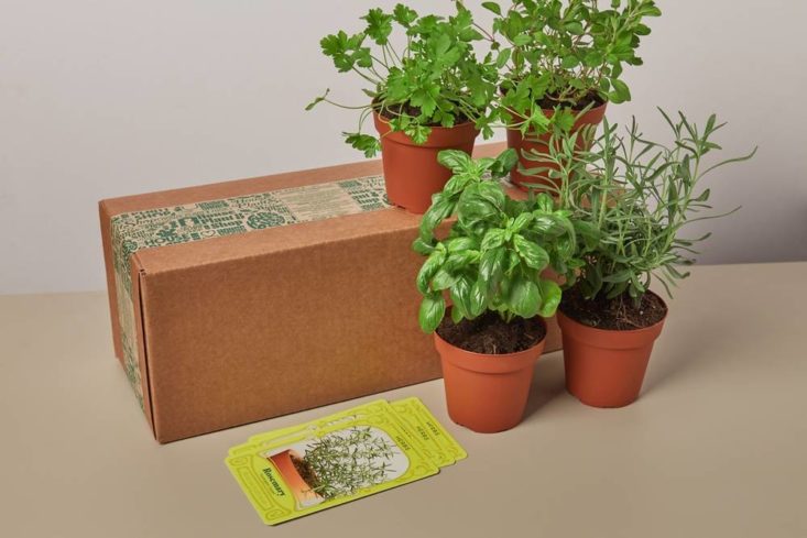 Image of the House Plant Box monthly plant subscription box. 