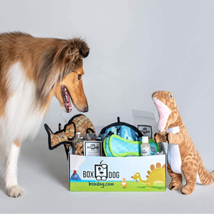 dog and box of toys