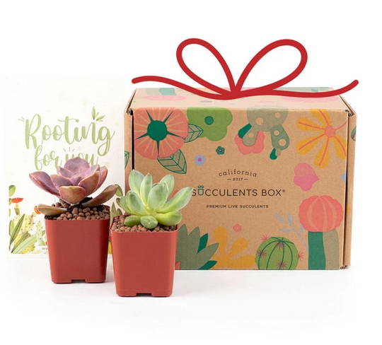 succulents box