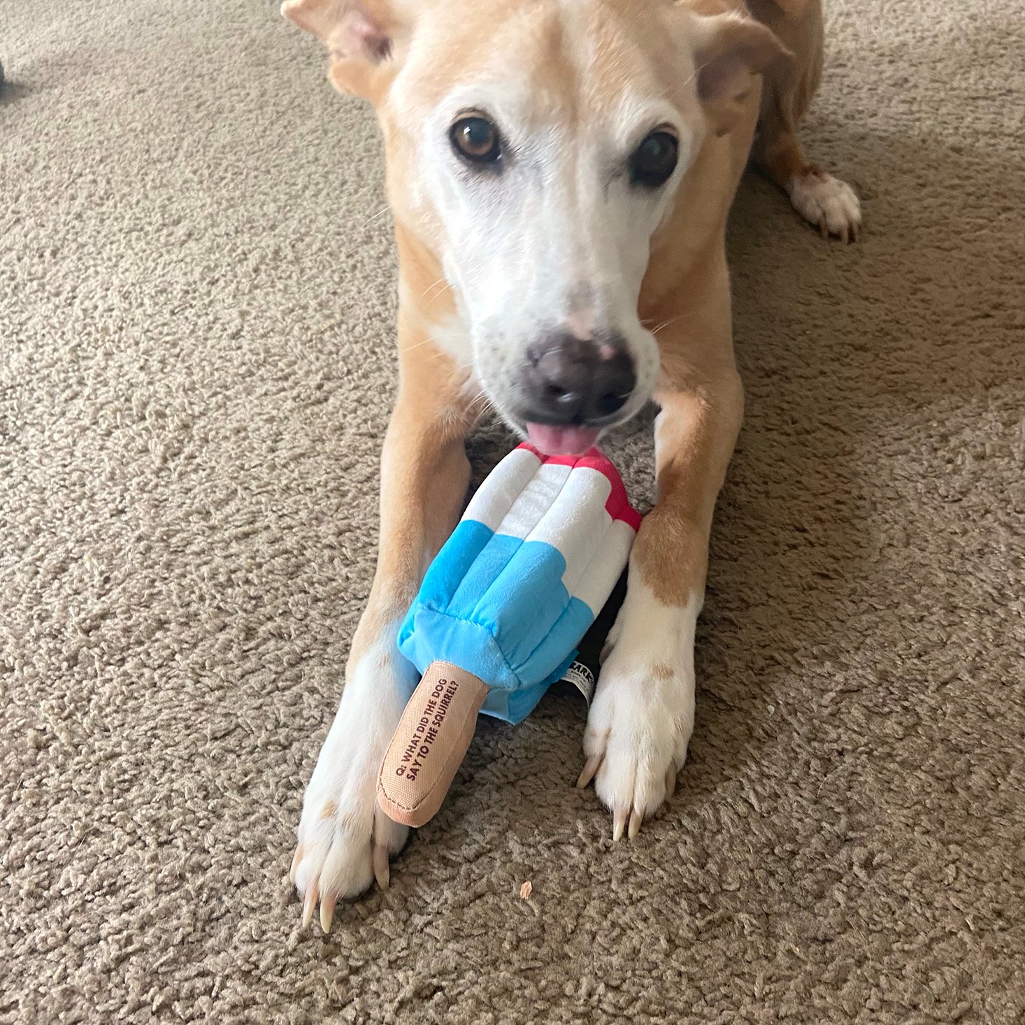 BarkBox Subscription Box Review + Coupon – June 2021