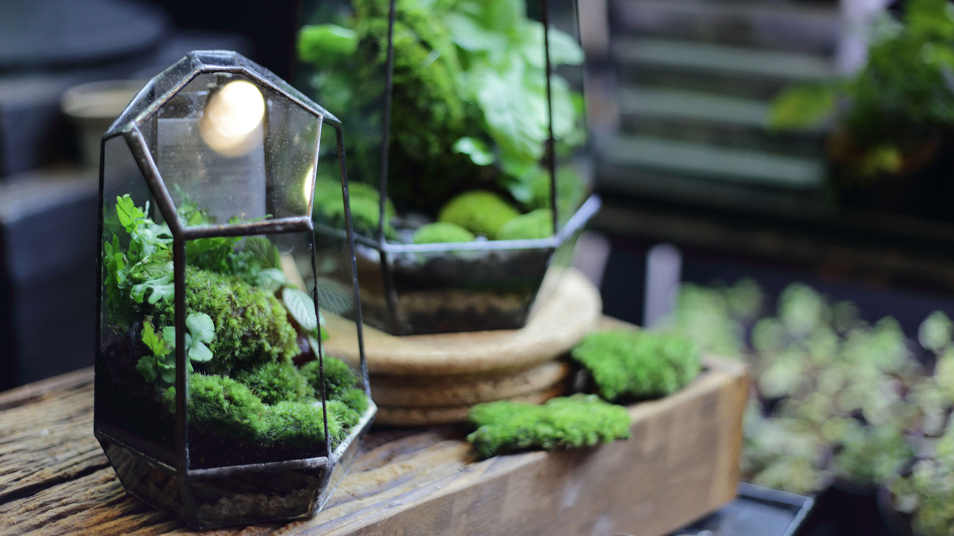 Terrarium small and little plants decorate in glass bottle
