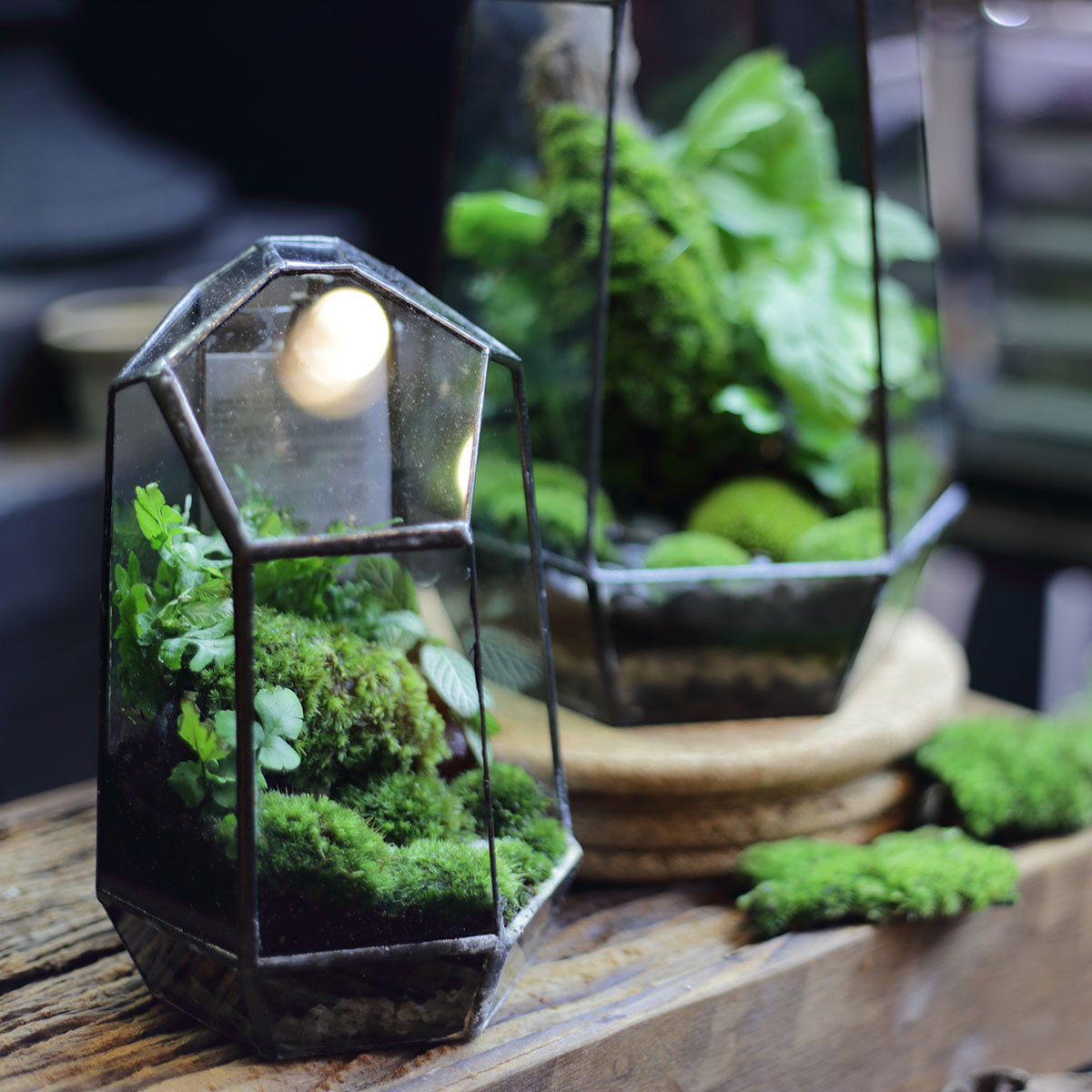 There’s a Subscription for That: Live Moss