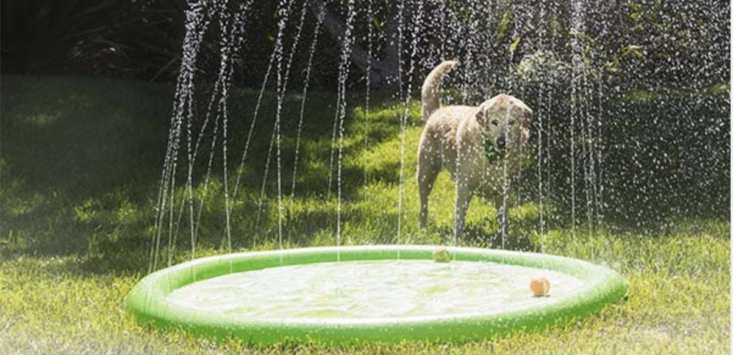 Barkbox splash pad for dogs