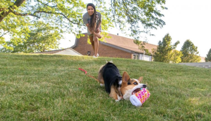 dunkin bark box toy