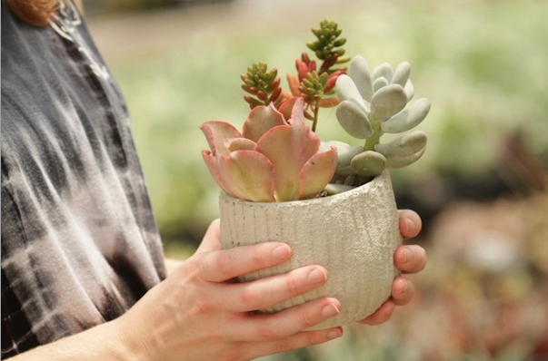 9 Best Succulent Subscription Boxes