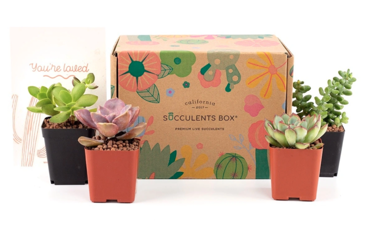 Succulent box