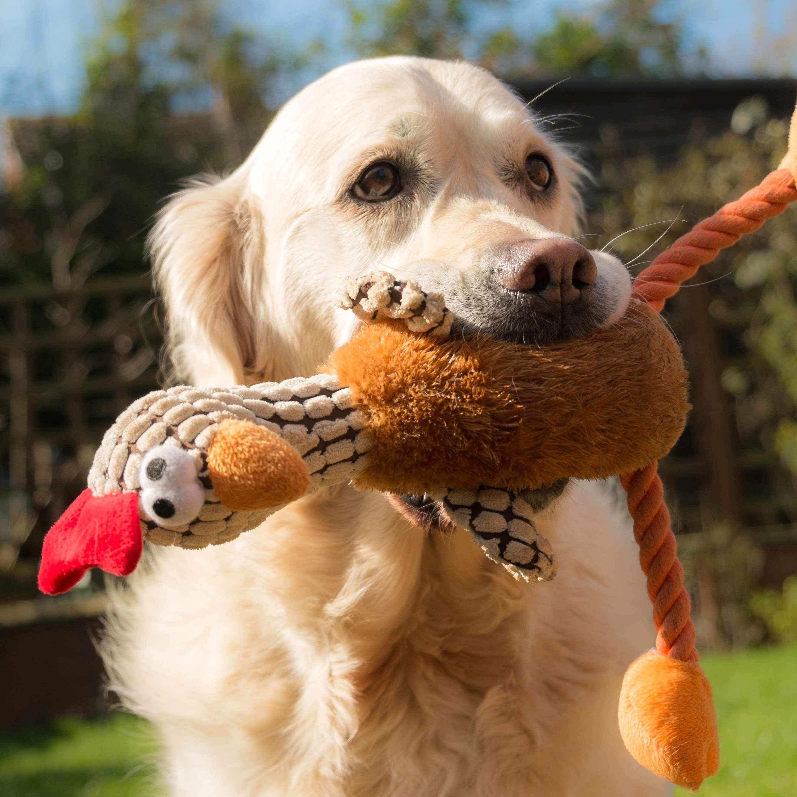 BarkBox — Limited Time First Box Upgrade With DOUBLE Treats and Toys!