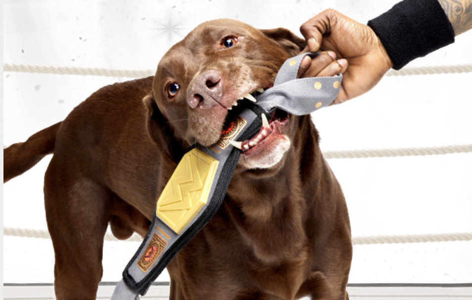 barkbox wwe belt