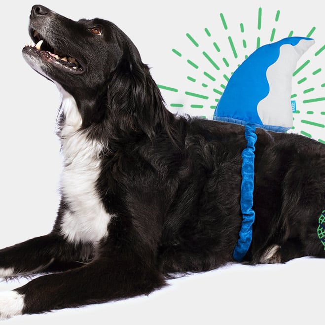 Barkbox Super Chewer: Get FREE wearable Shark Fin Toy When You Sign Up