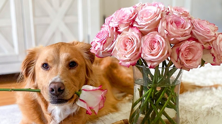 Golden retriever dog with pink roses
