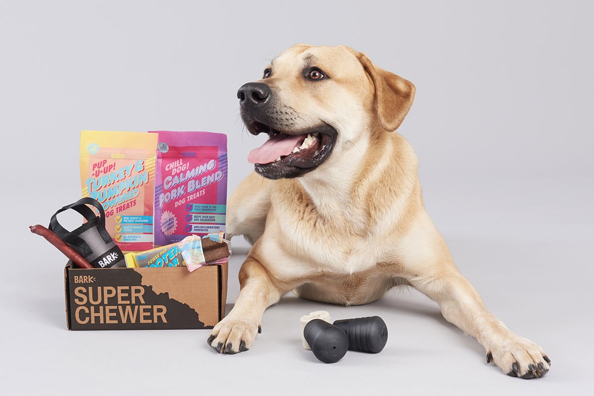 Photo of Golden Retriever with Super Chewer box