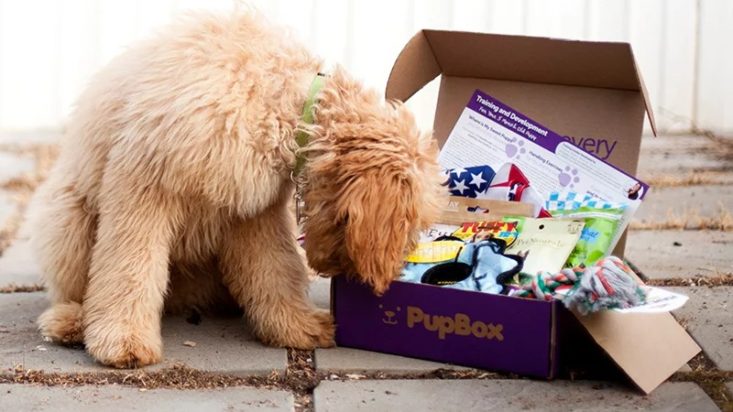 Photo of a dog peeking into a full Pupbox full of toys, tips and other products