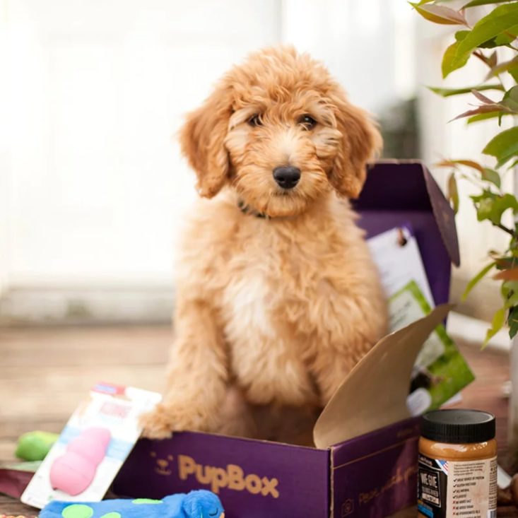 Photo of dog sitting in purple Pupbox with toys/contents surrounding him