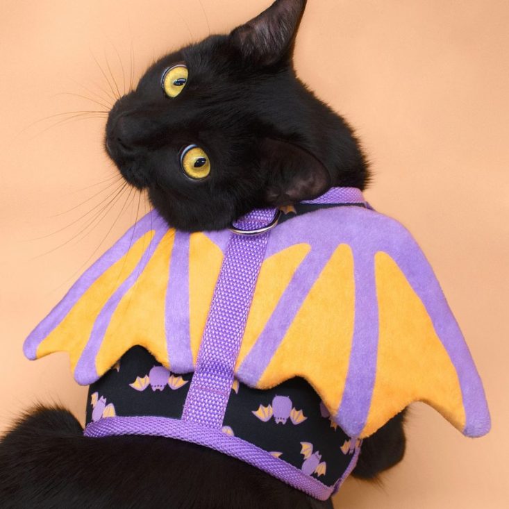 bat harness for cat from cat lady box