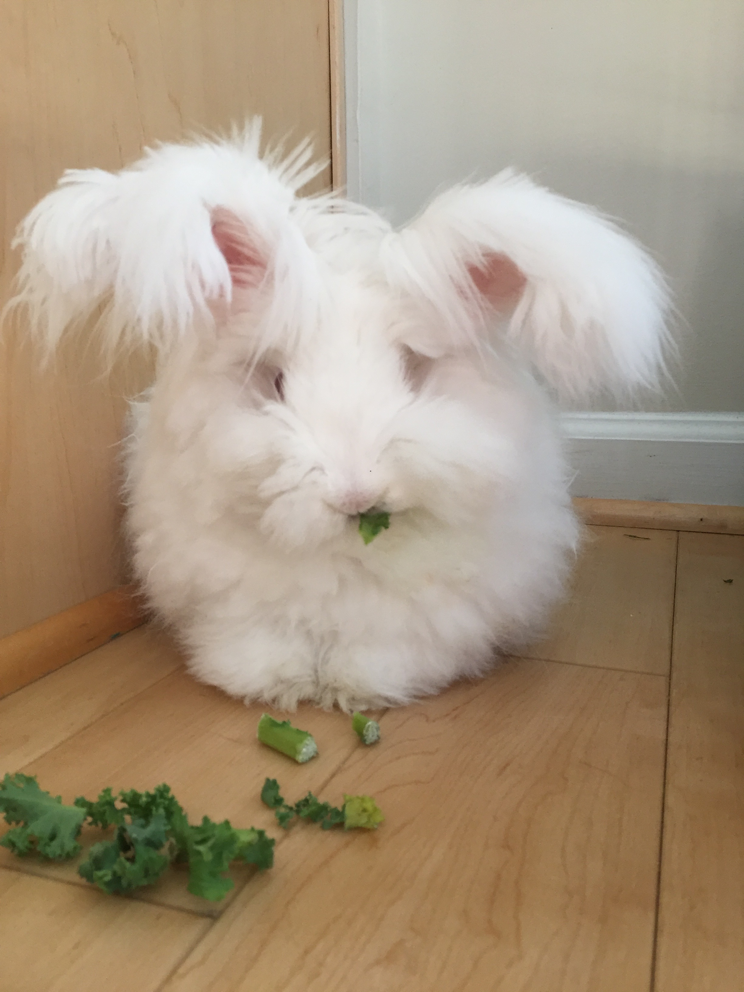 Baby bunny eating kale