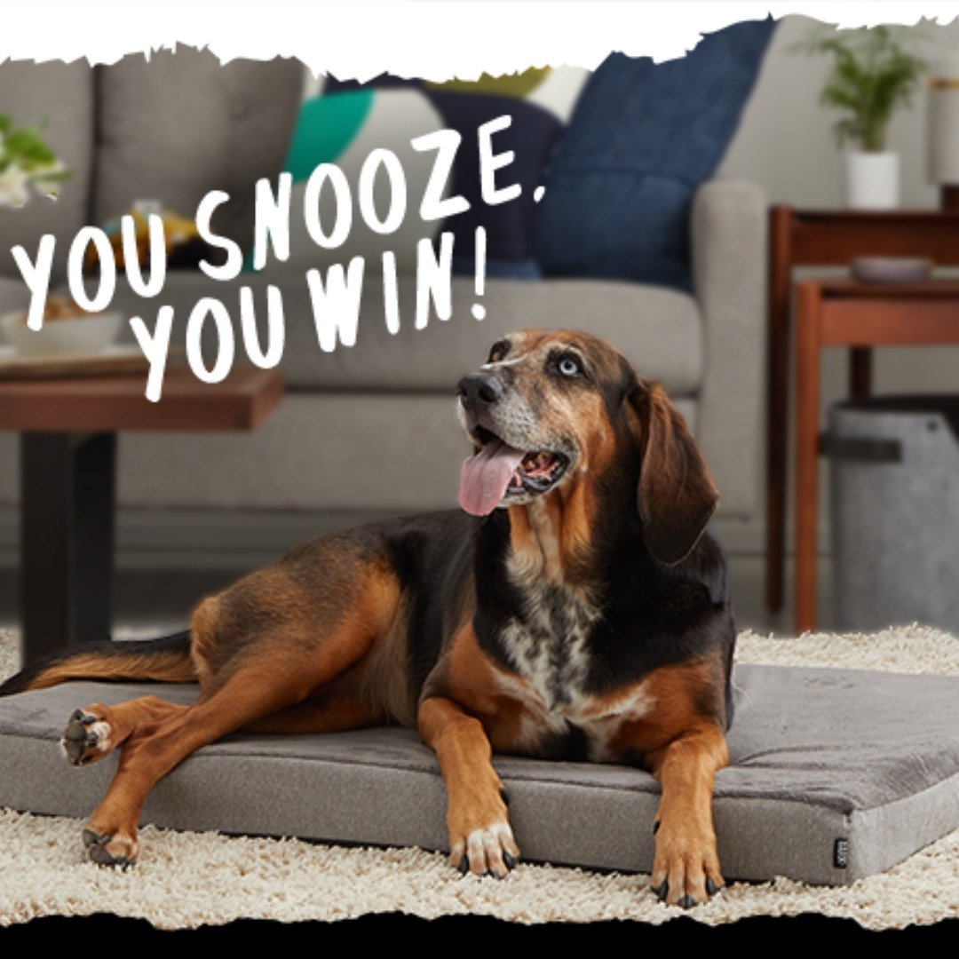 Barkbox Super Chewer: Get a FREE Dog Bed When You Sign Up for a Multi-Month Subscription