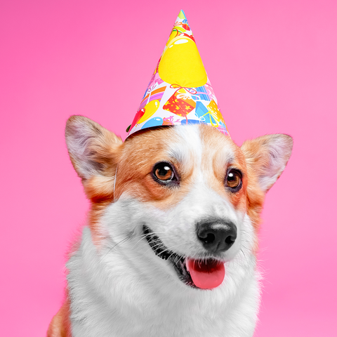 Grab Your Party Hat: Ollie Helps You Throw the Ultimate Puppy Party