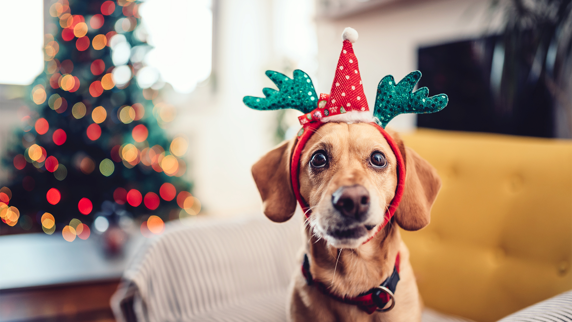 Small yellow dog wearing antlers sitting on the sofa by the Christmas tree