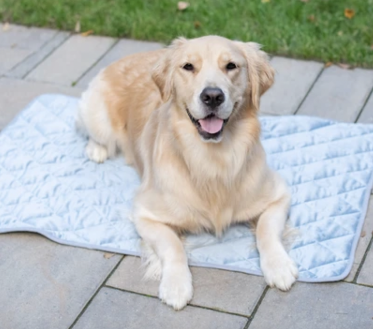 BoxDog velvet blanket with dog sitting on top of it