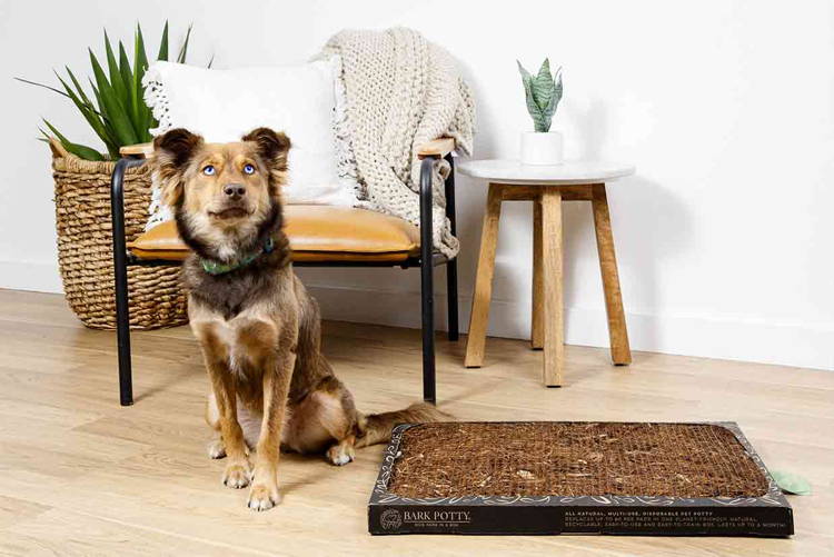 dog standing next to a bark potty