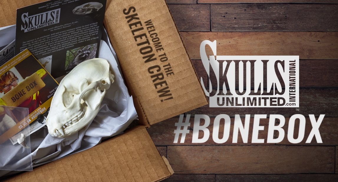 skulls bonebox open showing some animal bones