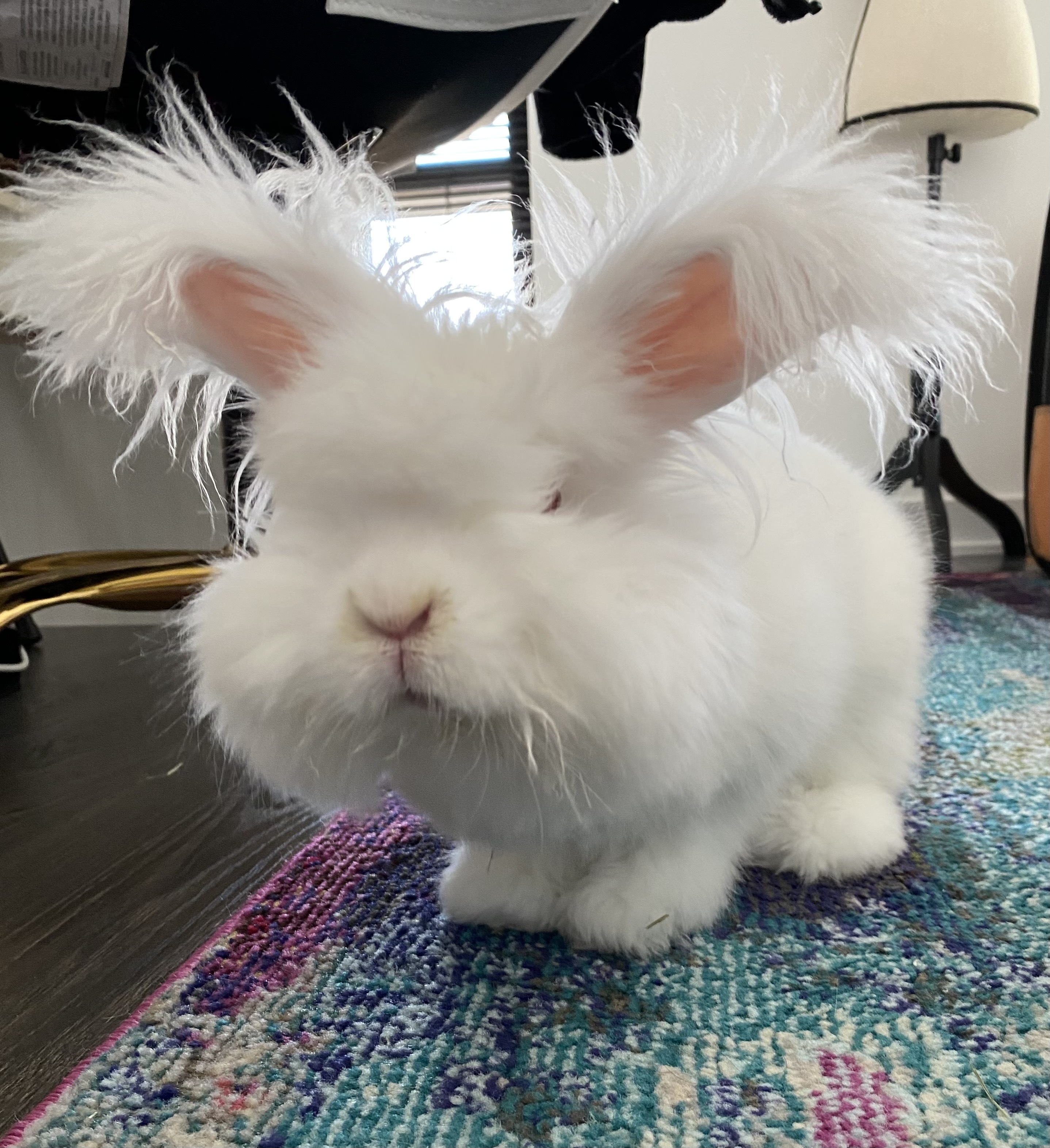 White bunny