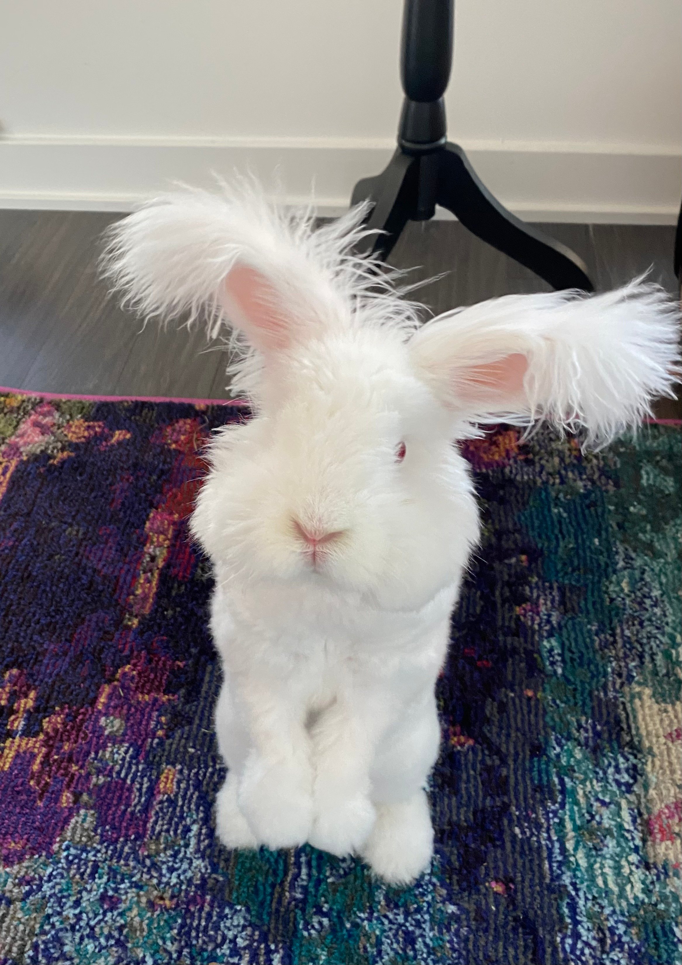 Bunny begging for food