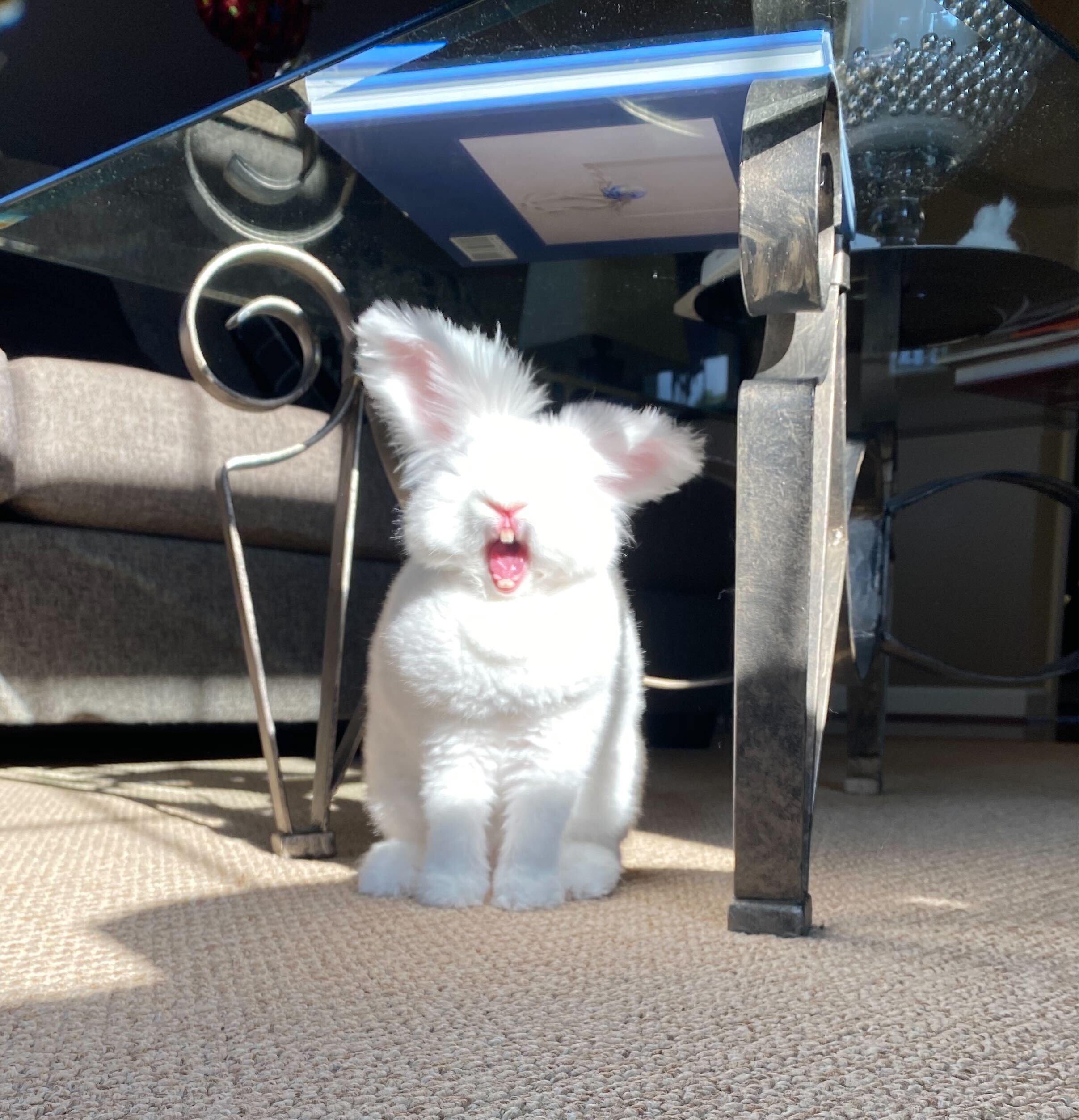 Bunny yawning