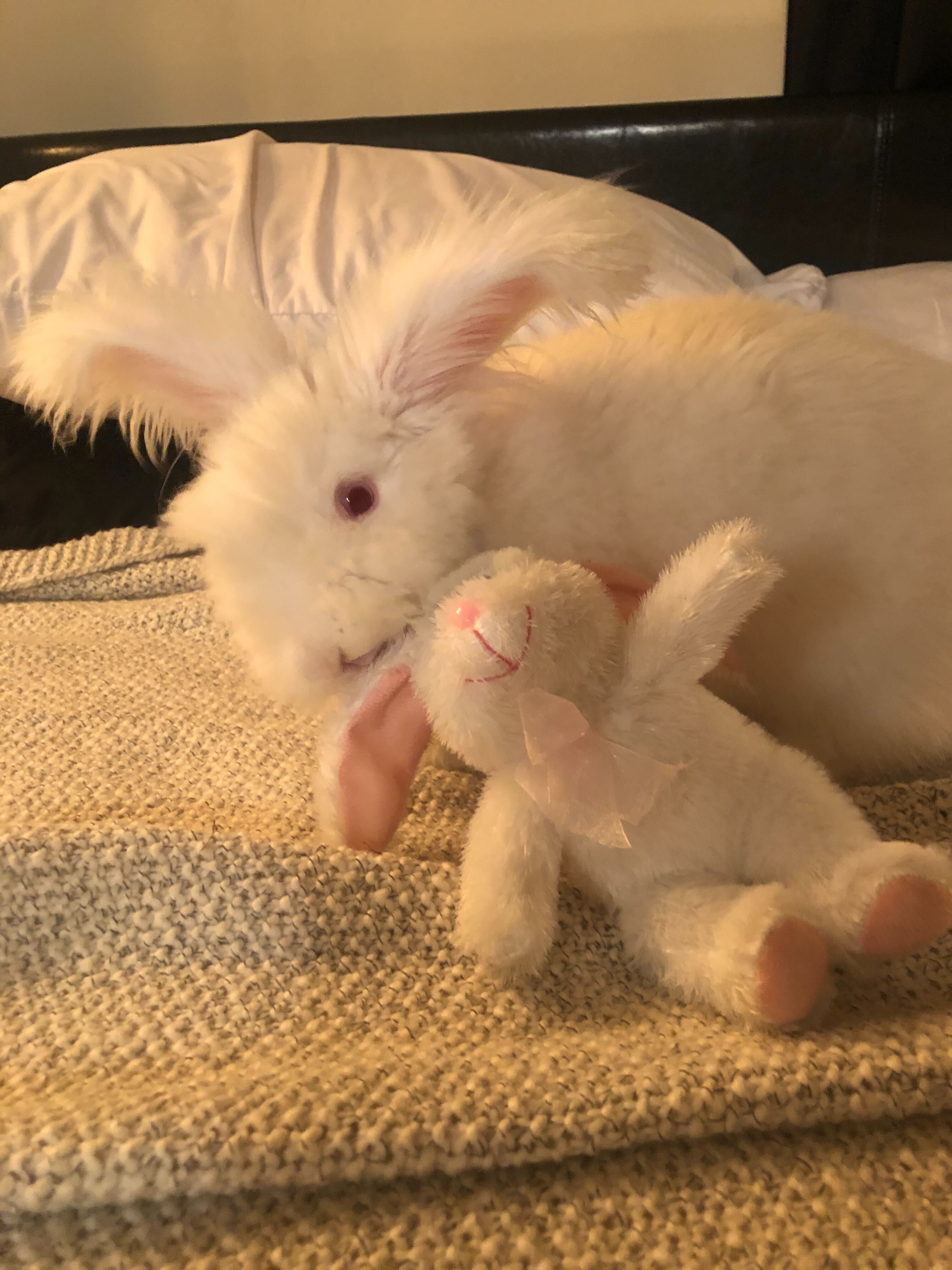 Bunny with rabbit toy