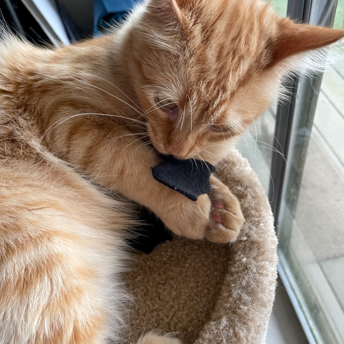 orange tabby cat playing with black bat cat toy