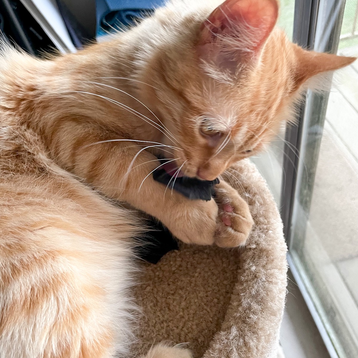 orange tabby cat playing with black bat cat toy