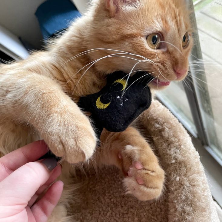 orange tabby cat playing with black bat cat toy