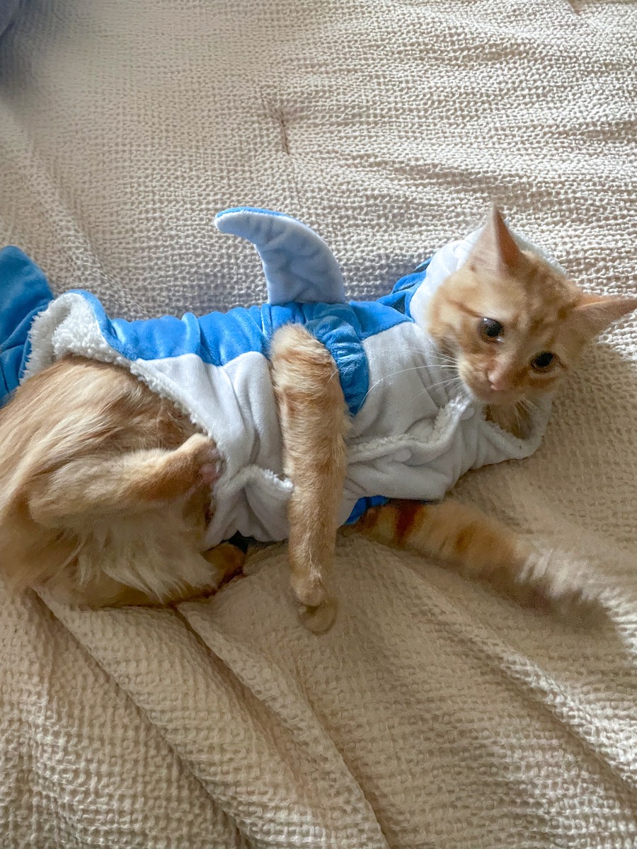 orange tabby cat in shark costume