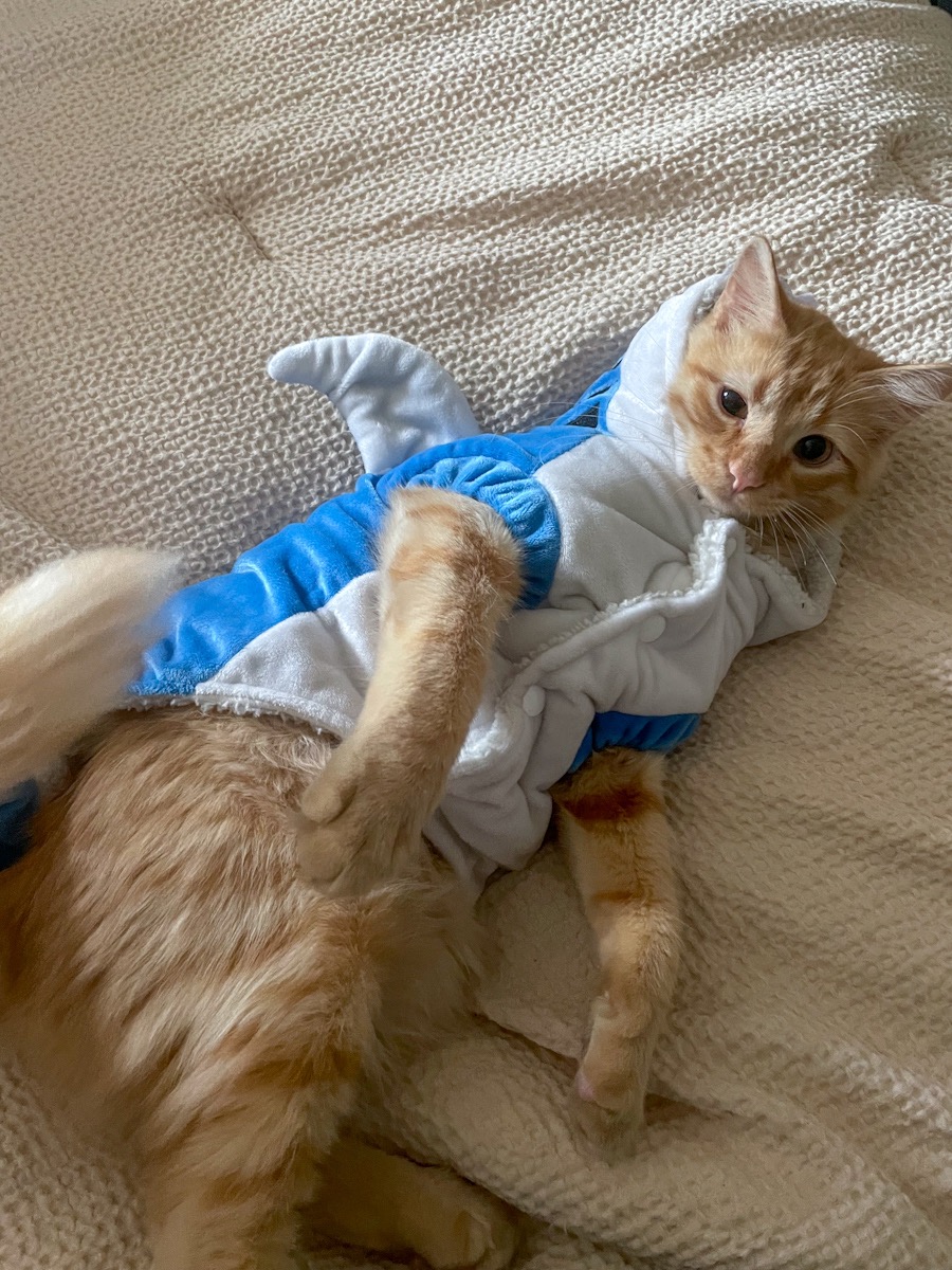 orange tabby cat in shark costume