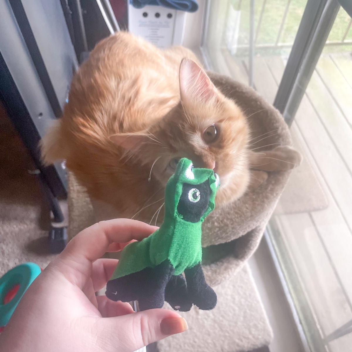 orange tabby cat playing with cat toy dressed in frog costume