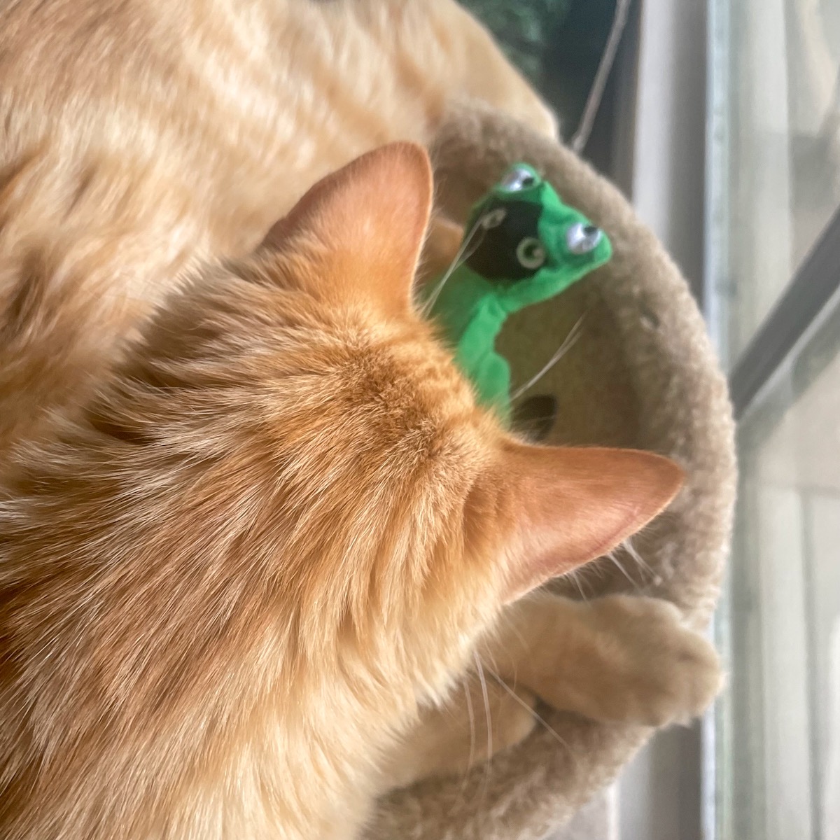 orange tabby cat playing with cat toy dressed in frog costume