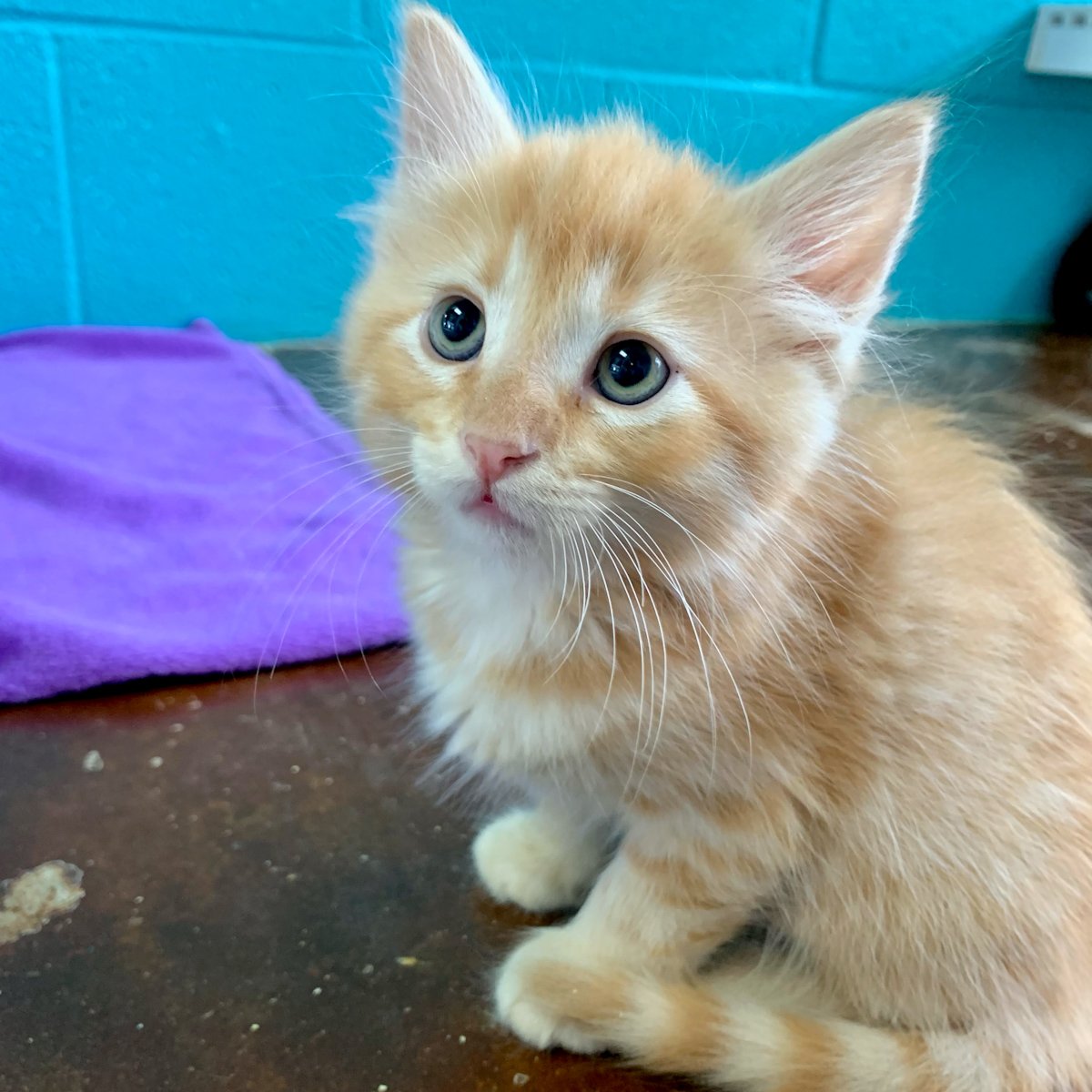 orange tabby kitten