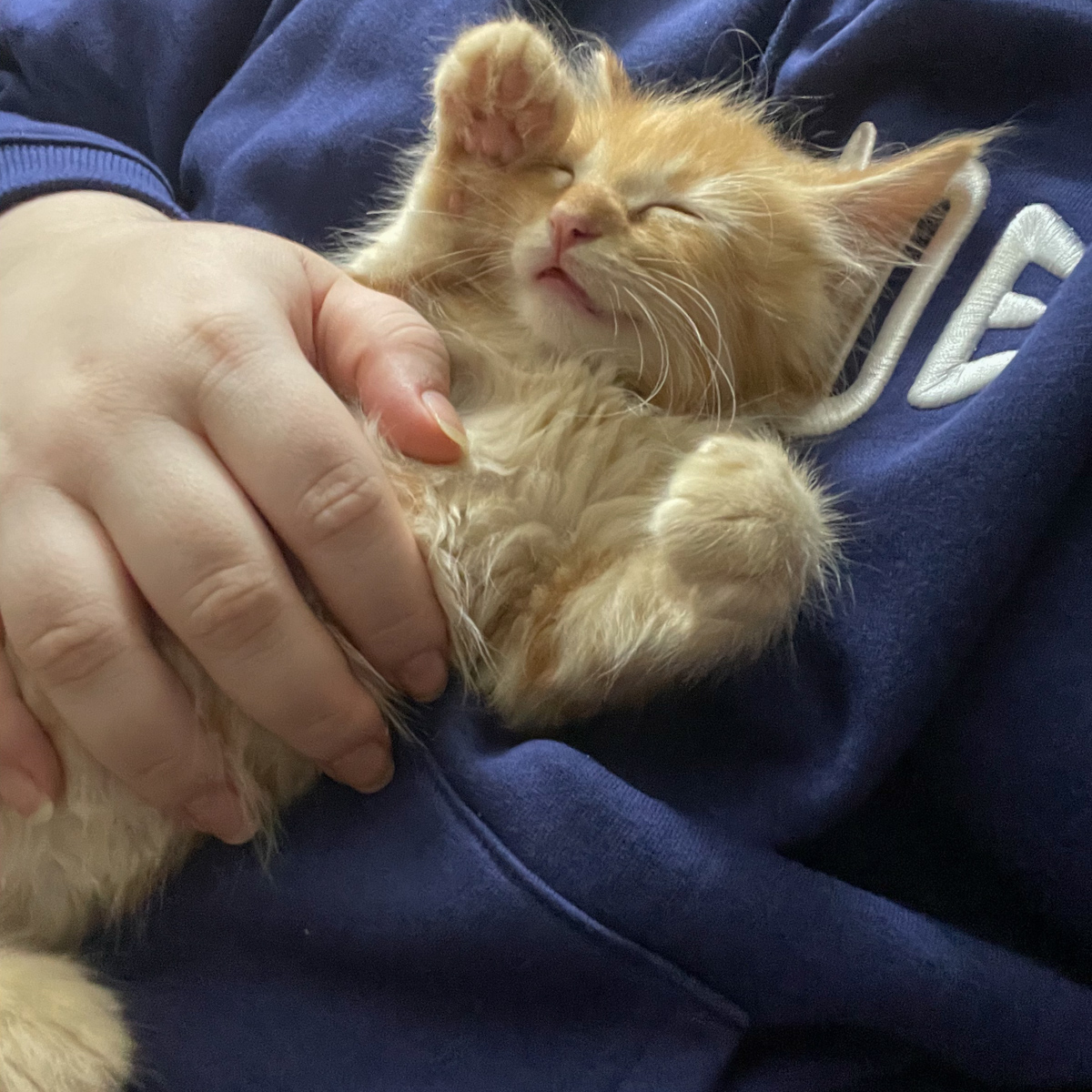 sleeping orange tabby kitten