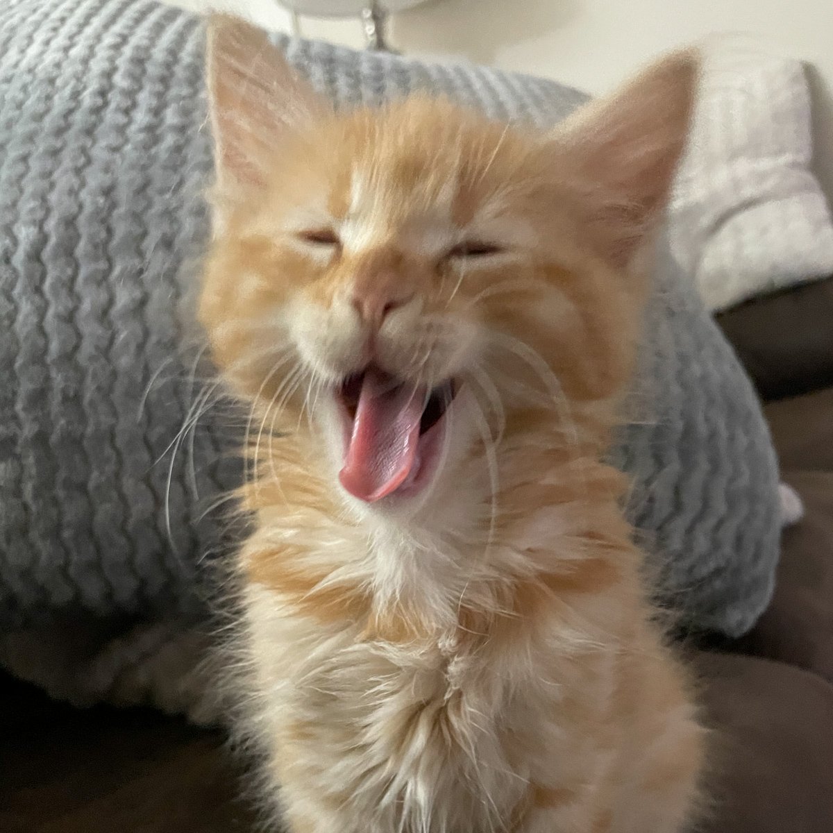 yawning orange tabby kitten