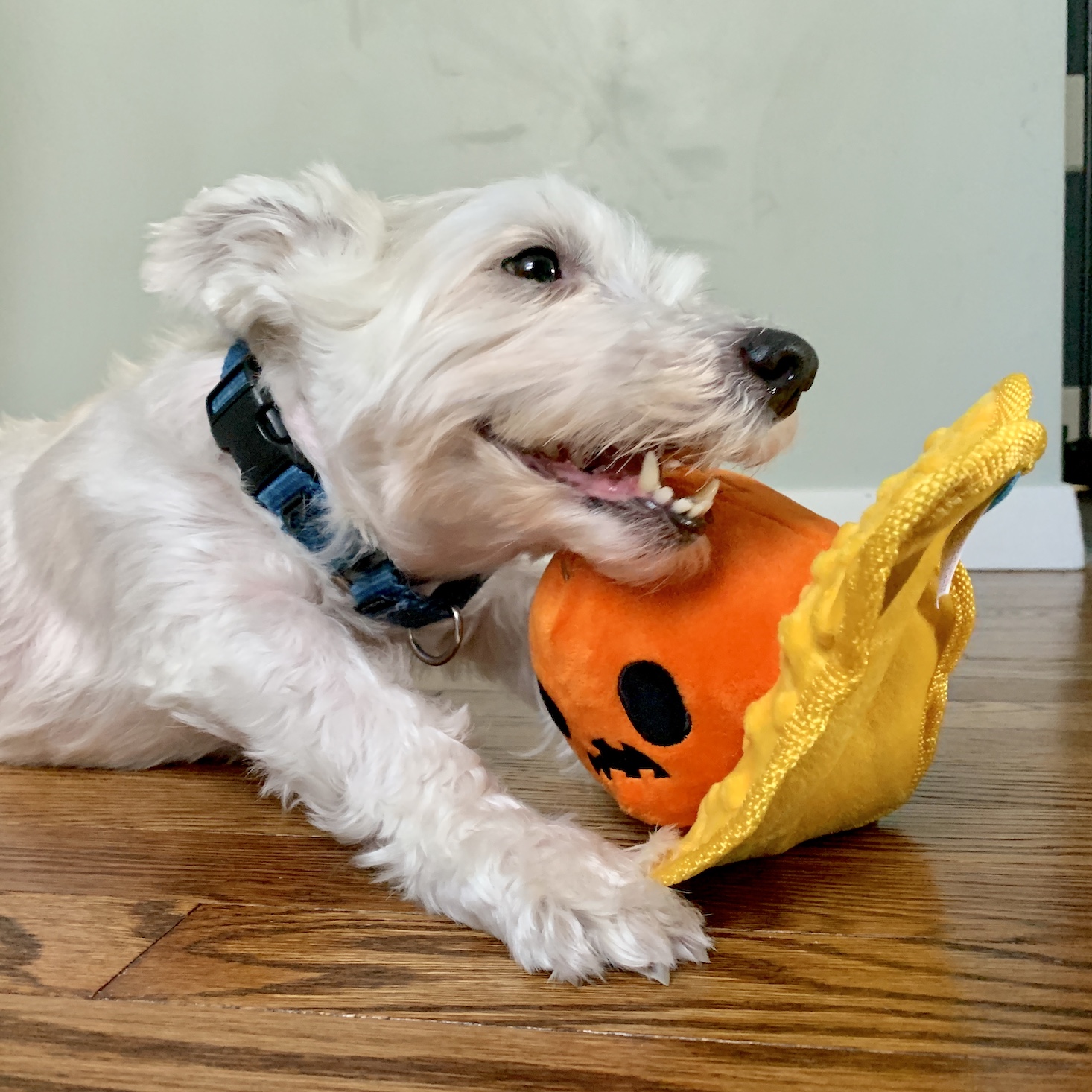 Mischief Mutts, Halloween themed Dog Toys