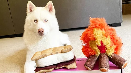 photo of dog with a smores toy and a campfire toy
