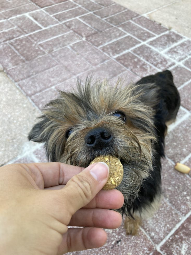 Yorkie trying out chippen pets dog treats