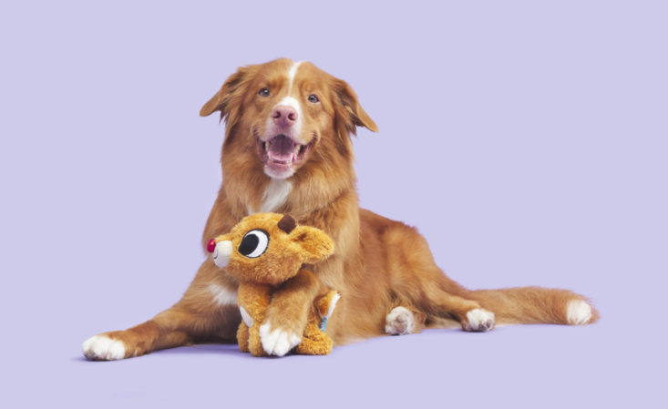 dog with barkbox rudolph toy