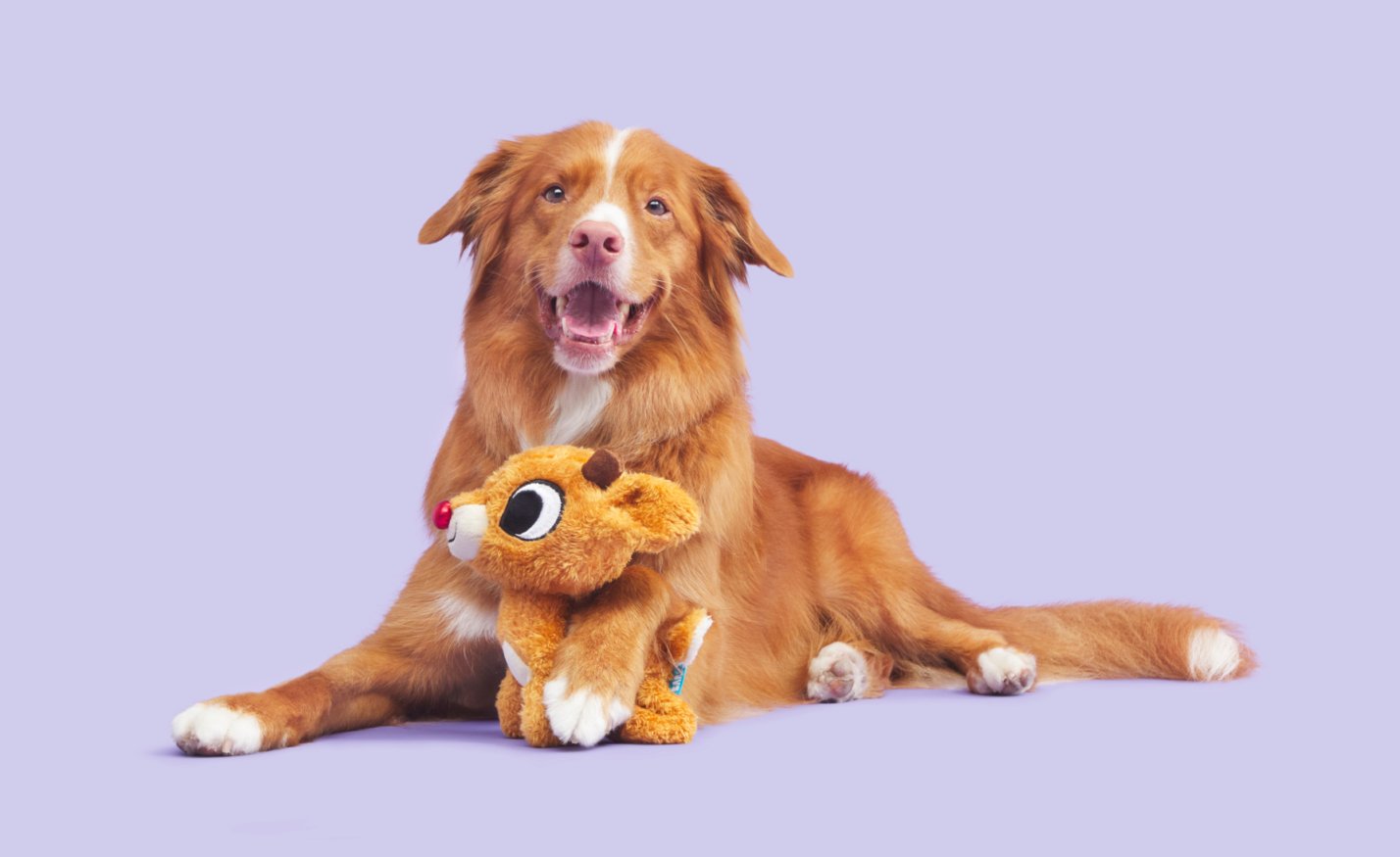 dog with barkbox rudolph toy