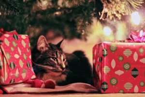 cat sitting in front of Christmas tree and presents