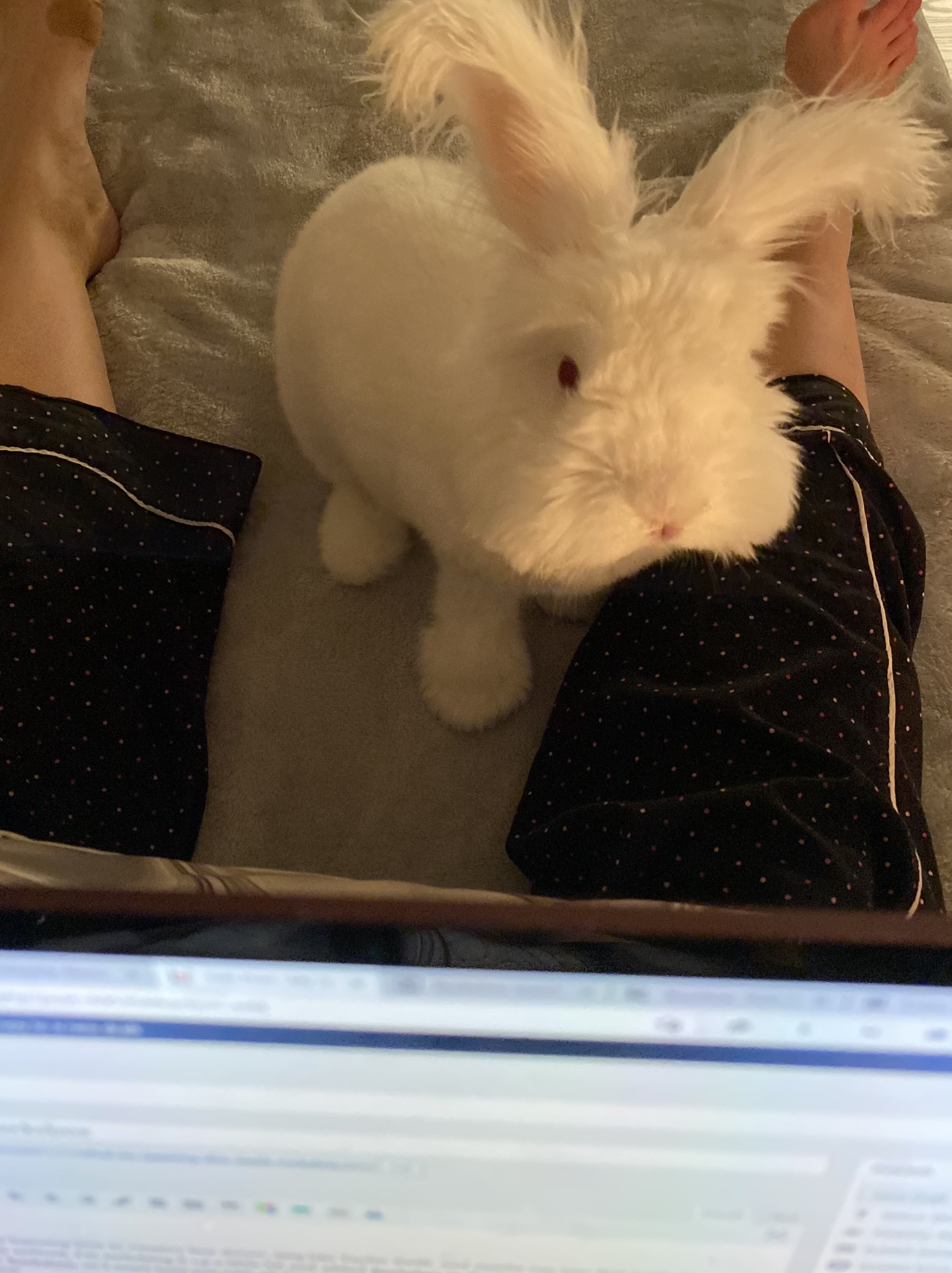 Bunny rabbit and laptop